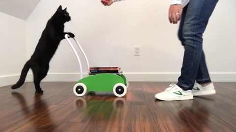 Welcome to Cat School: Learn how to Clicker train to Cat.