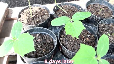 How to grow cucumbers to produce a lot