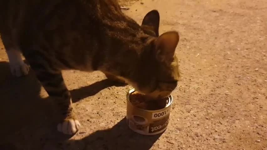 Korean street cat