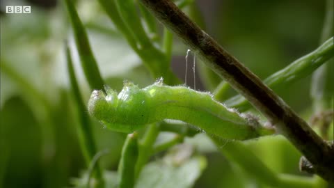 Caterpillar Cocoon Timelapse | BBC Earth