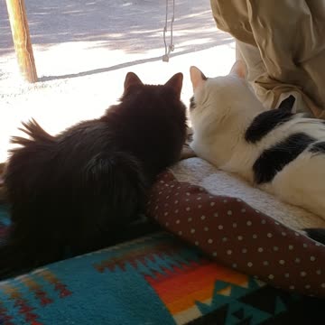 Two kitties becoming friends 💕