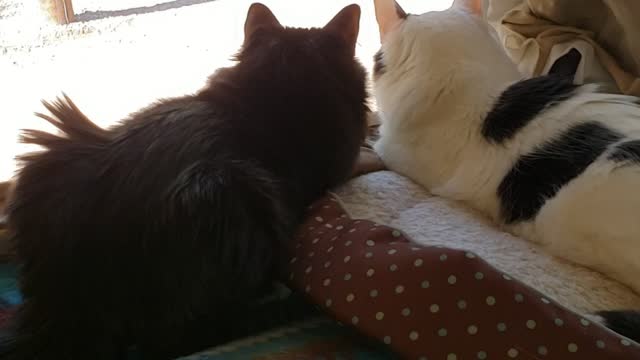 Two kitties becoming friends 💕