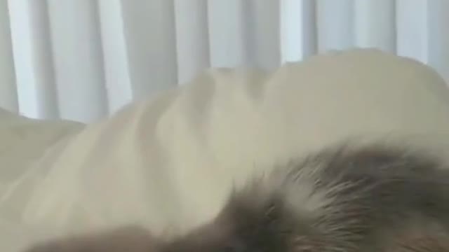 Cute and cute pets, with your left and right, a good mood all day