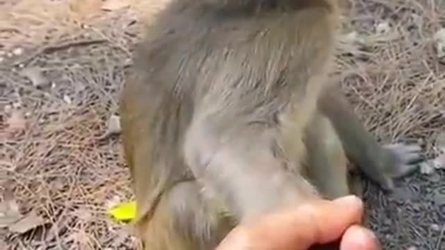 Monkey funny video 😂😂😂🤣🤣🤣🤣🤣😹😸