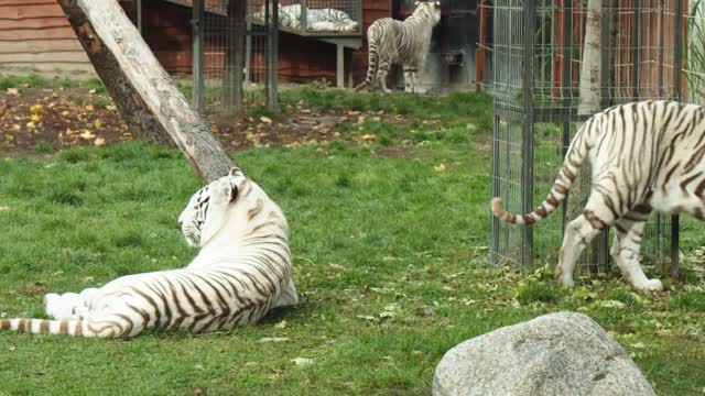 Rare white tiger