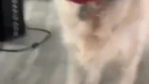 funny video dog costumes