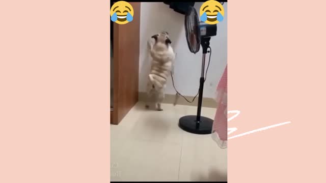 Dog runs "when it know the other being killed II try not to laugh II