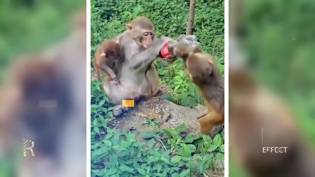 Funny Monkey Videos