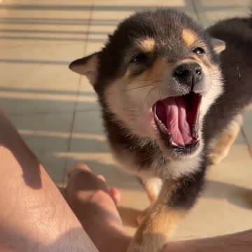 Match Puppy to the Owner I Lineup | Cut #007