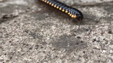 How To Walk Like A Millipede