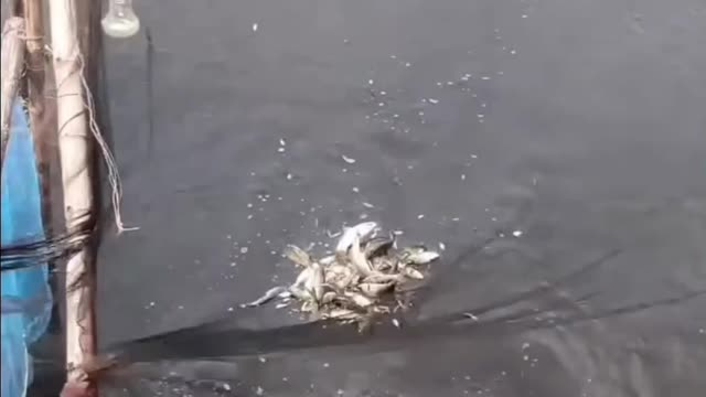 How the people of the village catch fish during the flood to see how beautiful it is