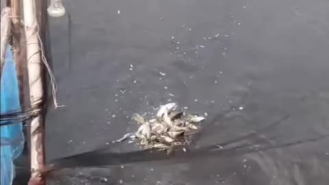 How the people of the village catch fish during the flood to see how beautiful it is