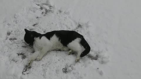 Cat Enjoying Catnip In the Snow