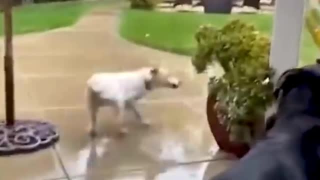 Funny Animal Videos-Funny dogs and cats