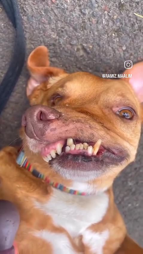 When the zebra throws a punch! 😆😂