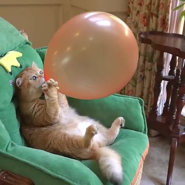 Boom,Scared me! #exlittlebeans #funny_cats #cat #funny_videos
