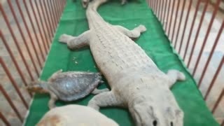 Little Boy Got Stunned By Old Animals Parts In Paleontology Museum