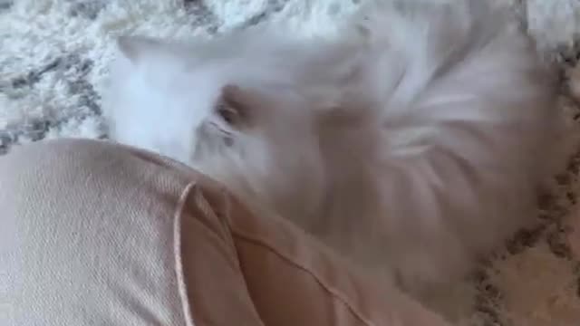 Fluffy Persian Kitten Cuteness Incoming! 2022