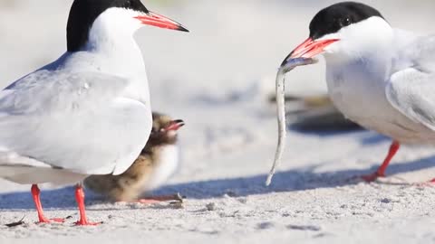 Feeding Time Tern chick