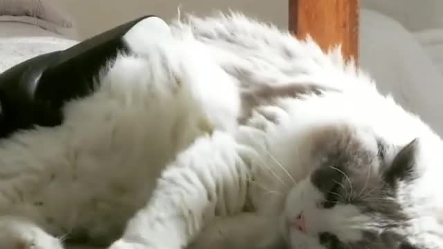 Curious funny lazy cat loves vacuum cleaner!! | "SINATRA"