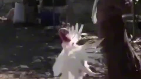 Funny animal 🐔 funny video 🤣.