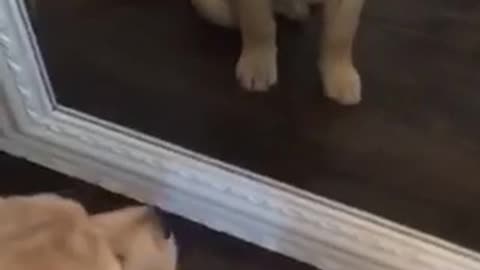 Golden retriever puppy sitting in front of mirror staring at itself