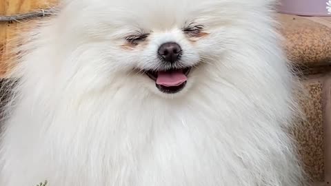 Cute dog & cat