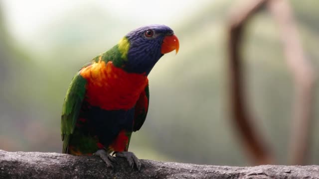 Parrots Perched on Tree Branch