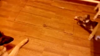 The cat does not want to be friends and play with the dog