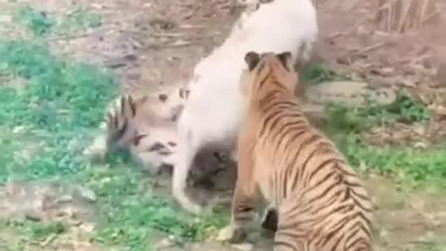 Tigers Fighting