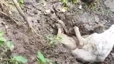 Good Samaritans Break A Pipe Open To Release A Dog Trapped Inside