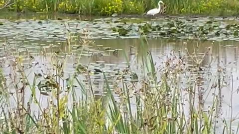 Presque isle