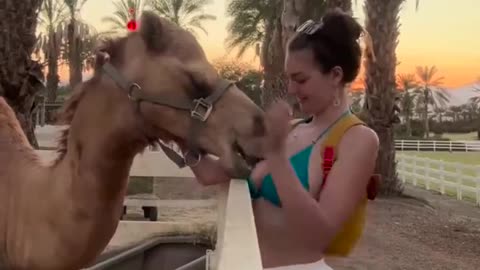 Horny Camel