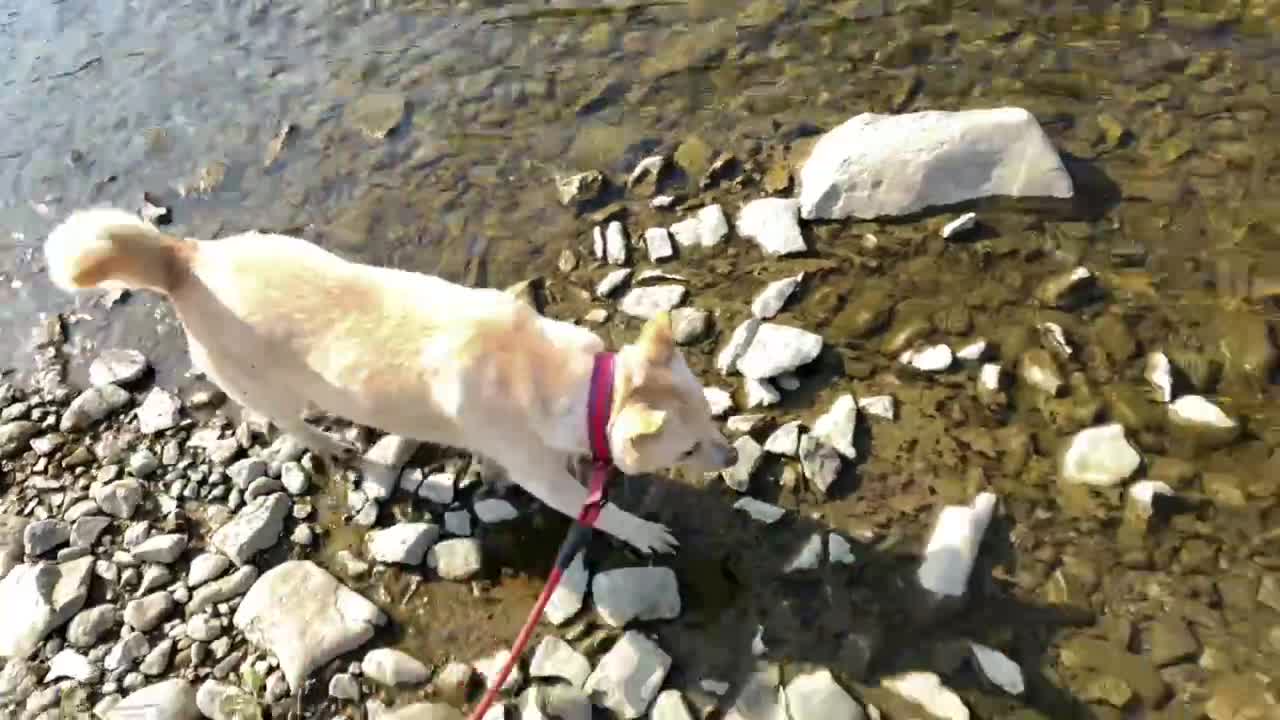 a puppy walking by the river