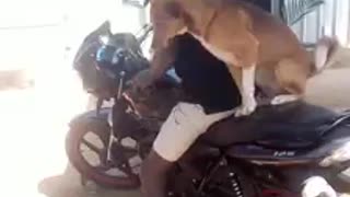 dog rider