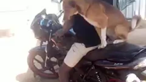 dog rider