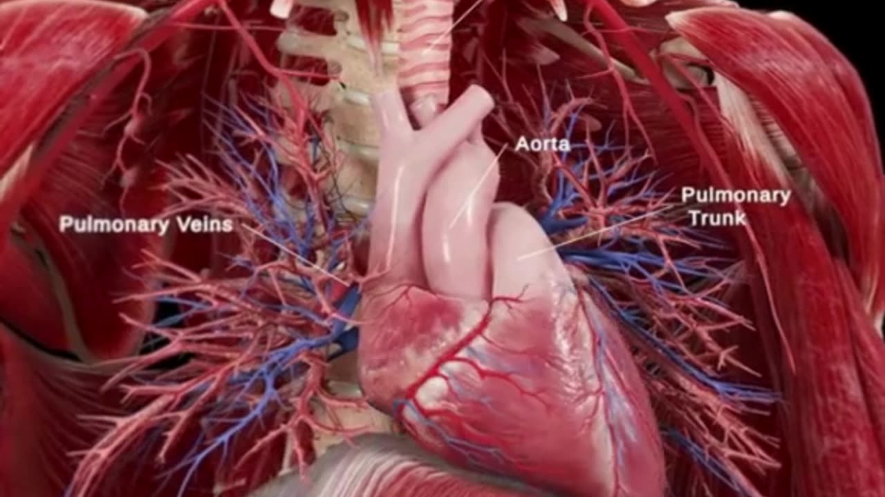 How the Heart Beats—Pulmonary Veins, Trachea & More Explained! 💓🫀✨