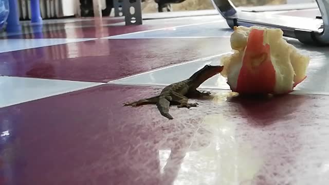 The lizard is thirsty