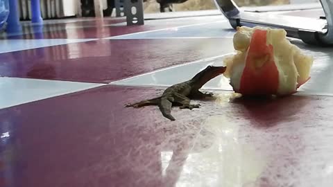 The lizard is thirsty