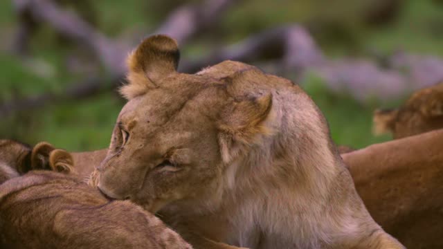 look lioness kissing 😍😼😼