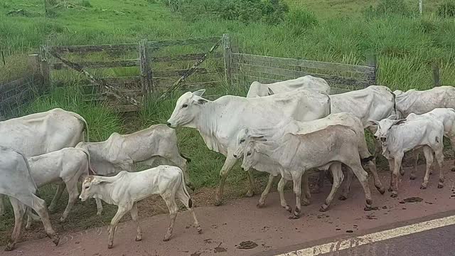 Cattle on the road brazil