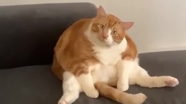 Very FAT Cat #shorts #fat