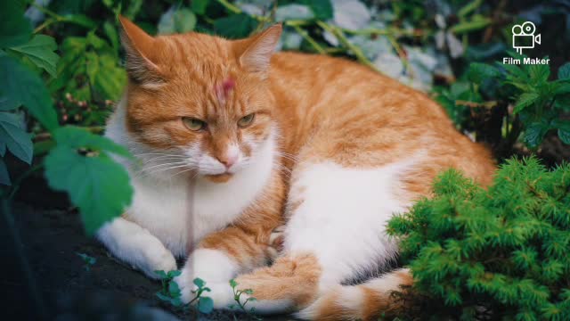 Cat video