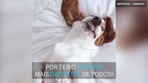 Conheça o cão com o sorriso mais divertido da internet!