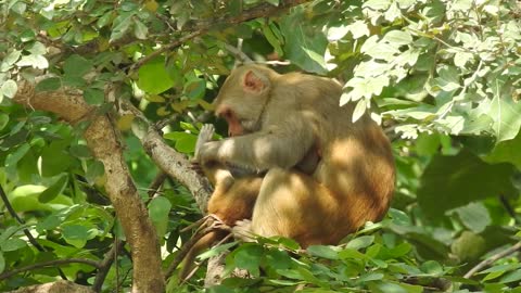 Mankey on a tree