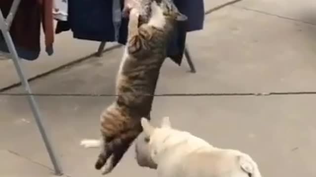 Cat stealing a fish and the dog don't know what to do🤣😂🤣😂🤣