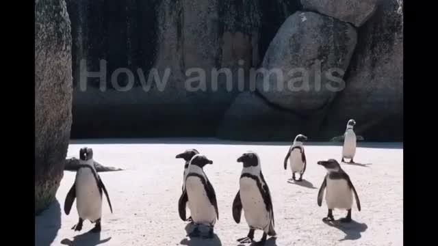 Animals snow