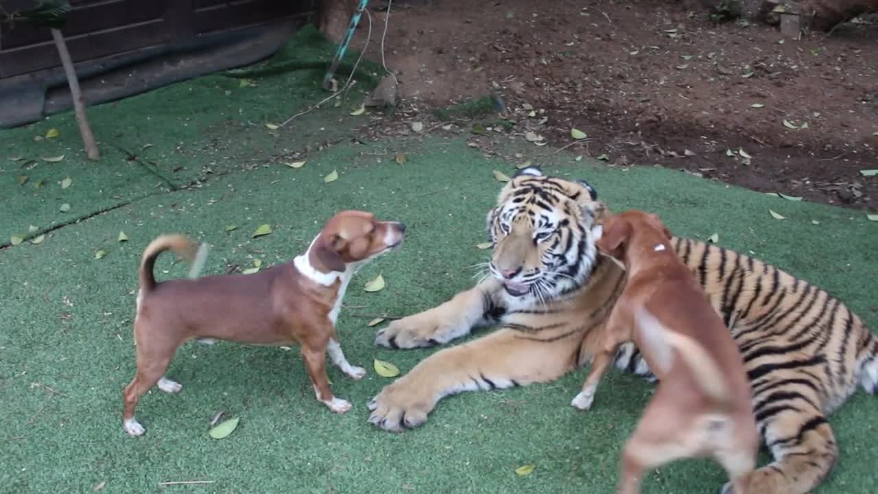 TIGER PLAY WITH DOGS