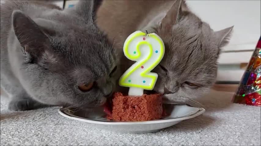 British shorthair cats celebrate 2nd birthday in style