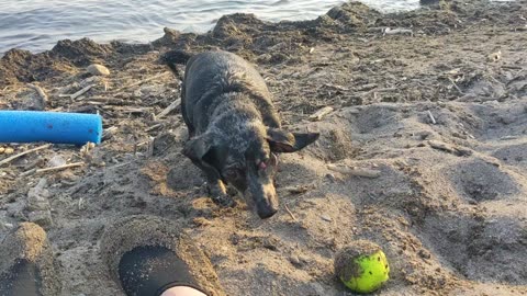 Audrey's new favourite tennis ball game